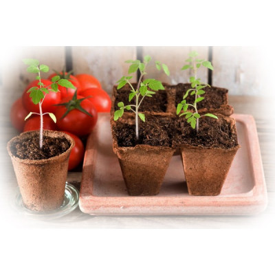 Как сажать семена томатов