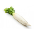 Дайкон - сорт редиса, принадлежащий к семейству капустных. 